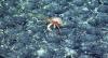 UN seabed regulator defends authority as mining firms seek to halt inquiry