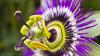 Natural calm: How passionflower matches sedatives in new clinical trial