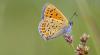 Dutch gardens average 10 butterflies each as long-term decline persists