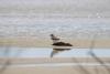 Rising seas, garbage and heat threaten Brazil’s migratory shorebirds 