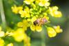Europe Warned Pollinator Loss Threatens Crops