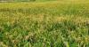 Barbados expands upland rice production with China’s help