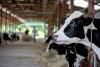 California families say dairy fumes ruined their summers, and one 8,000-cow farm still wants to grow
