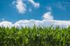 Strong crop conditions, improved markets give Iowa farmers marketing decisions ahead of harvest