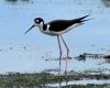 Black-Necked Stilt Numbers Soar In Wisconsin