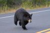 Utah woman looks up from reading outside to find black bear standing 2 feet away