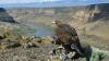 Eagles Kept Dying At These Wyoming Wind Farms – Until Automated Cameras Stepped In