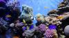 Bloomberg Donates $260 Million to Ensure New High Seas Treaty Translates to Lasting Ocean Protections