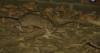 RAW: FILE: PLAGUE-POSITIVE RAT FOUND IN NEW MEXICO