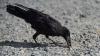 No, crows aren’t cleaning up cigarette butts in Sweden