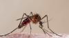 Brits issued warning over deadly mosquito viruses surging in holiday hotspots