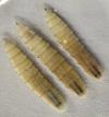 No immediate threat of New World screwworm affecting South Dakota, state vet says