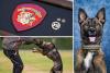 From One Retired K-9 To Hundreds Of Heroes Coming to Abilene