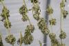 New campaign aims to dispel cannabis myths for NY teens after legalization