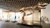 Inside $30 million T.rex auction controversy: Why scientists are concerned?