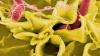 Illegal tahini imported from abroad may contain Salmonella, Health Ministry warns