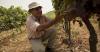 From Maritime Bairrada in Portugal, wines of natural freshness