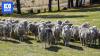 Sheep industry turns to natural remedy to beat blowflies
