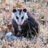 Do Possums Eat Ticks? True or False