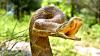 California Hospital Runs Out Of Antivenom After Idaho Man Bitten Twice By A Rattlesnake Needed 54 Doses To Survive