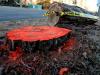 Two new cases of Dutch elm disease confirmed in Northmount and Rossdale