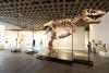 Nearly 38-Foot T. Rex Named ‘Gus’ That Fetched Over $50M at Auction Leaves Scientists Worried