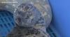 3-week old harbor seal shot in the head now recovering in Des Moines