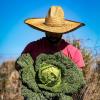 The dire lengths Florida farmworkers go to keep working in ‘scorching’ heat