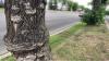First new cases of Dutch elm disease in Edmonton in nearly 8 months
