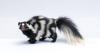 Fish and Wildlife Service to review plains spotted skunk for federal protection