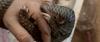 Laos’s illegal wildlife shops keep growing despite enforcement, investigators find