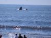 Coast Guard skirts environmental review claims over California shipping routes