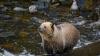 Judge halts Montana logging project over concerns for grizzly bear habitat