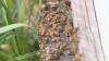 Central Indiana beekeepers thrive as hobbyists turn pros, selling honey from their driveways