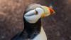 Point Defiance Zoo shuts puffin habitat after three deaths, avian disease suspected