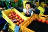 Taiwan's premium mangoes wing their way to Europe for the first time