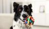Does your dog need to go to rehab? Study reveals how pooches can become ADDICTED to their toys - as vets reveal the key signs their obsession is becoming unhealthy