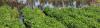 August 2026 Deadlines for Crop Assistance and Disaster Relief Programs