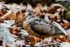As autumn migration approaches, West Virginia sets seasons for dove, rail, woodcock