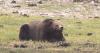 Gianforte, other governors join Doug Burgum in push to bring grizzly management to states