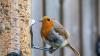 Most commonly seen birds in Arizona