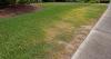 Augusta Grass Masters Highlights Lawn Disease Pressure Across Augusta Area