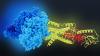 GLP-1 receptor activation linked to lower depression and bipolar disorder odds