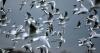 New Zealand reports first H5N1 bird flu case