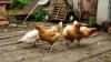 One for the birds: How Auckland is getting ready for bird flu