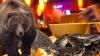 Bear Paws, Pangolin Meat Seized in Vientiane Restaurant Raid Amid Laos’ Wider Crackdown