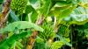 Bananas Might Be The Key To New, Sustainable Textiles