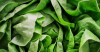 Officials: Lettuce or Salad Greens Linked to 'Explosive' Diarrhea Outbreak Hitting Thousands Across U.S.