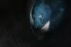 Japan family finds bear in kitchen, calls police