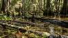 6 most snake-filled water bodies in South Carolina: From the Savannah River to the ACE Basin